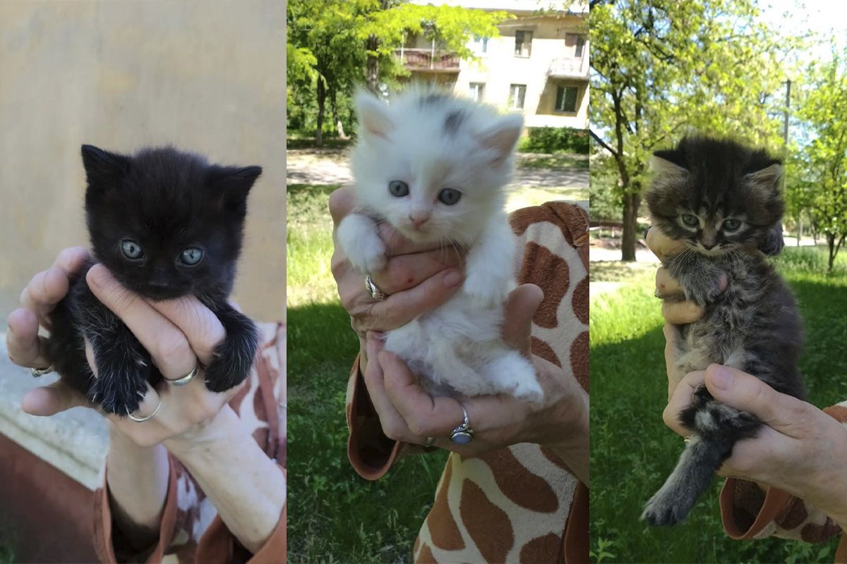 Котики Котики