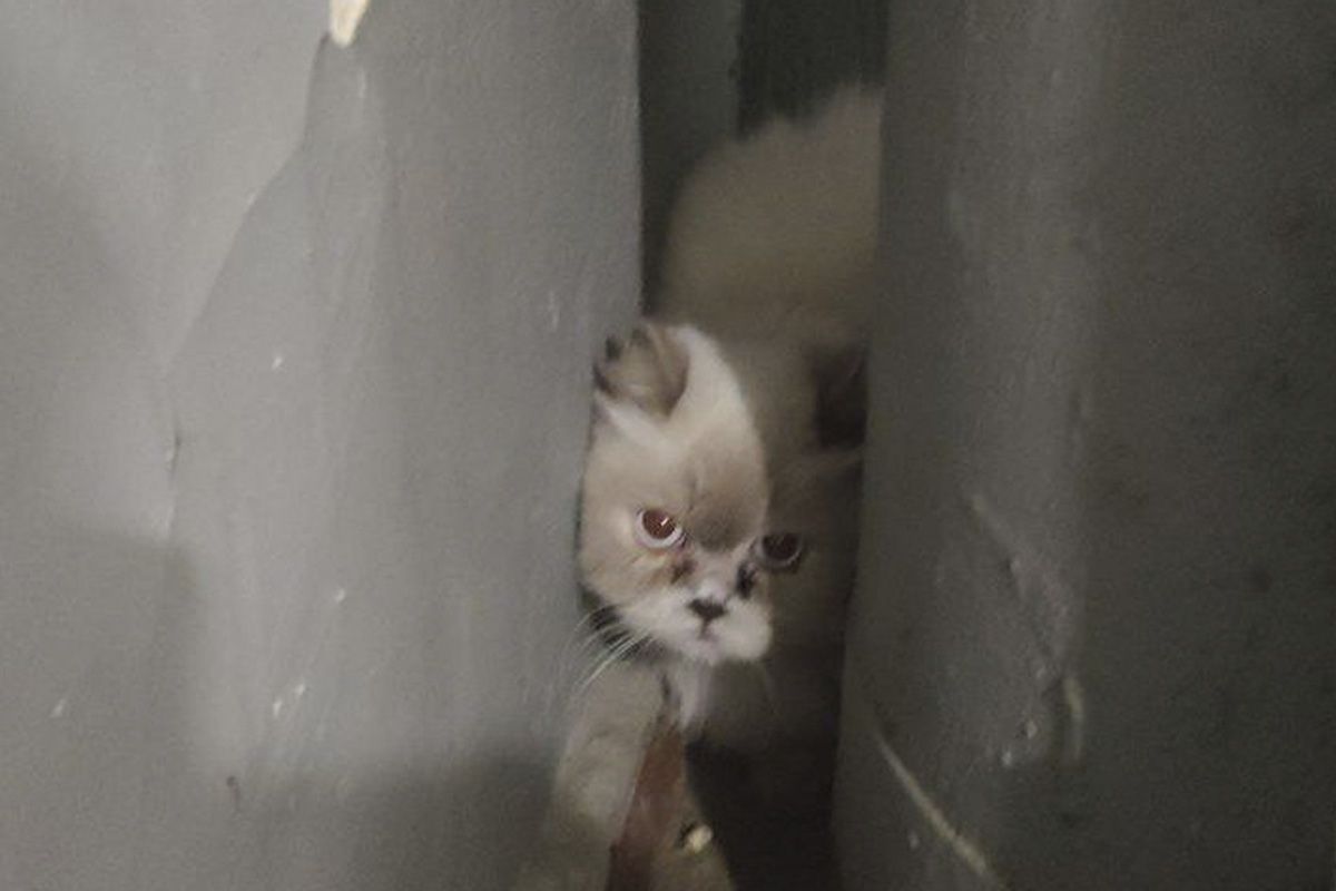 Кошечка Кошечка