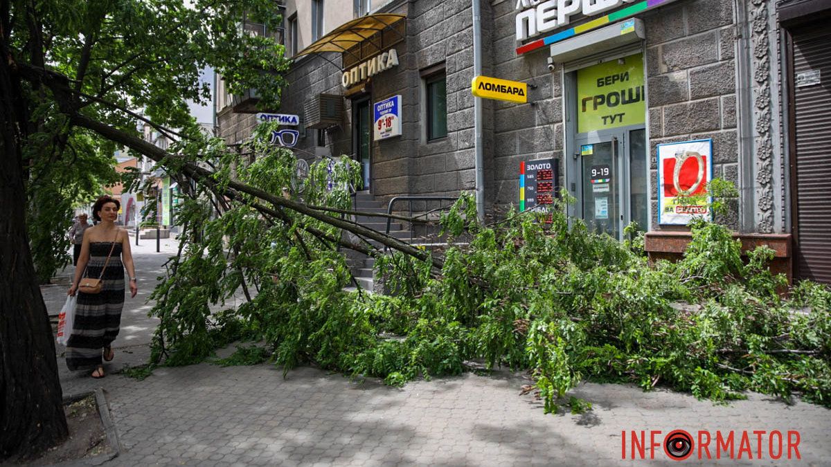 В Днепре на проспекте Науки из-за сильного ветра надломилась ветка и повисла на проводах