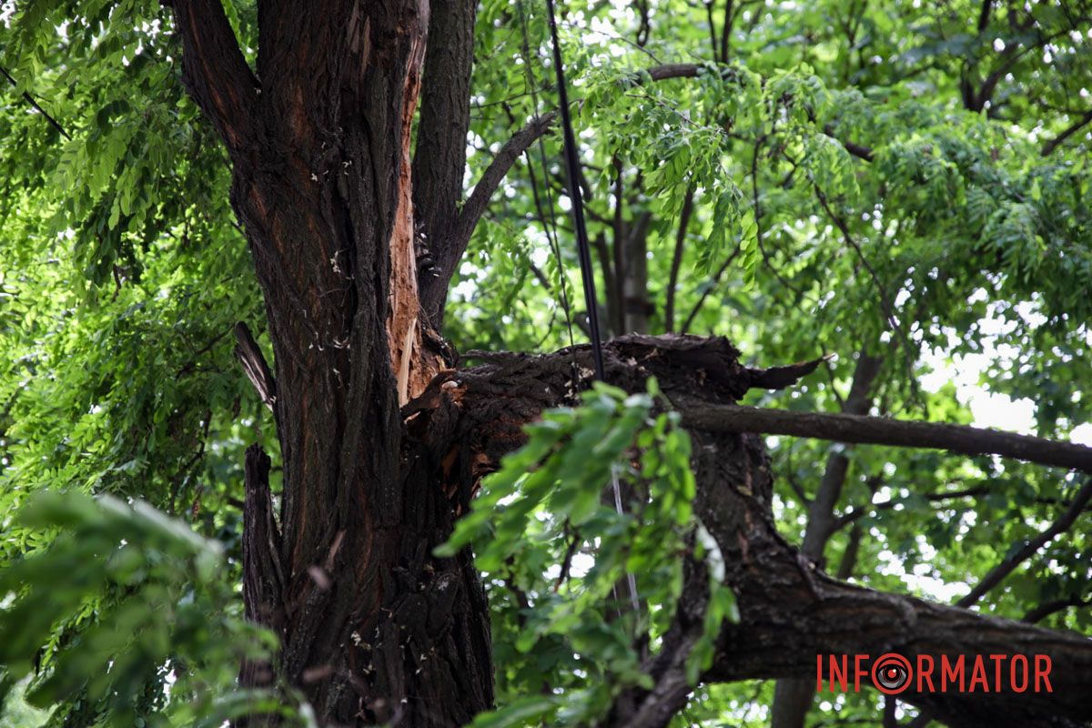 Частично ветвь лежит на тротуаре.