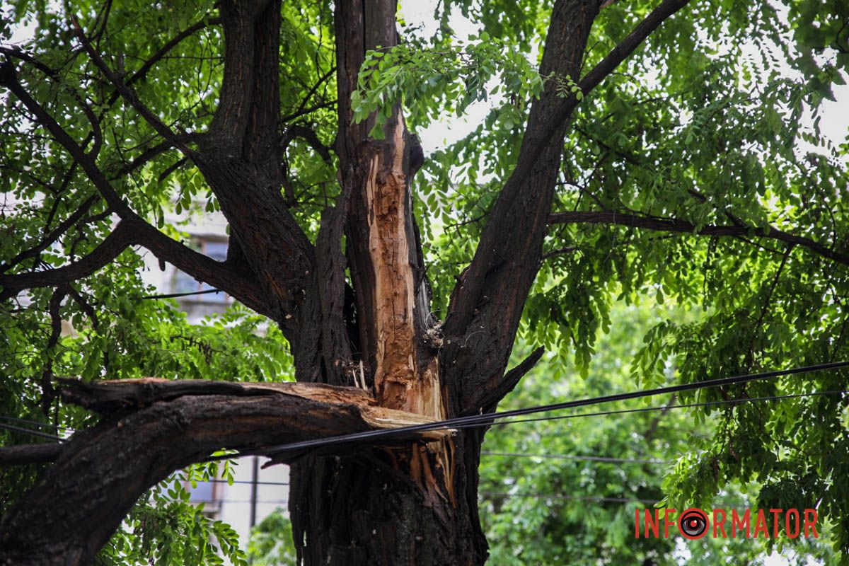 Также сегодня будьте осторожны во время прогулок вблизи деревьев