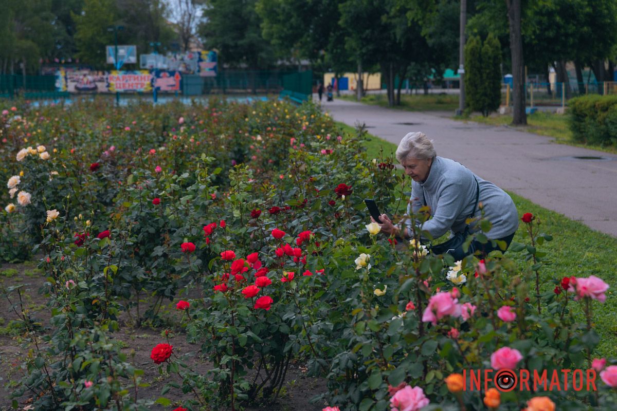 Розовые, белые, красные, пурпурные: в Днепре в парке Глобы расцвел крупнейший городской розарий.