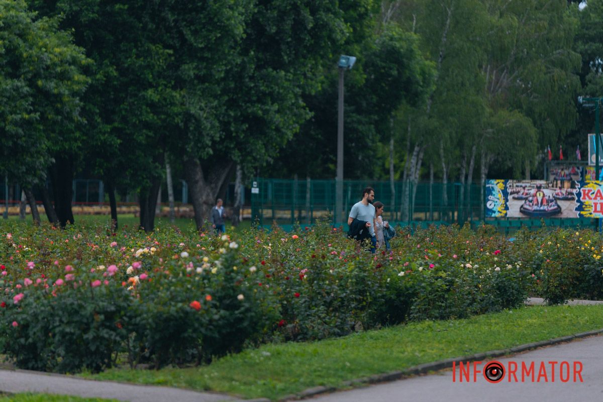 Розовые, белые, красные, пурпурные: в Днепре в парке Глобы расцвел крупнейший городской розарий.