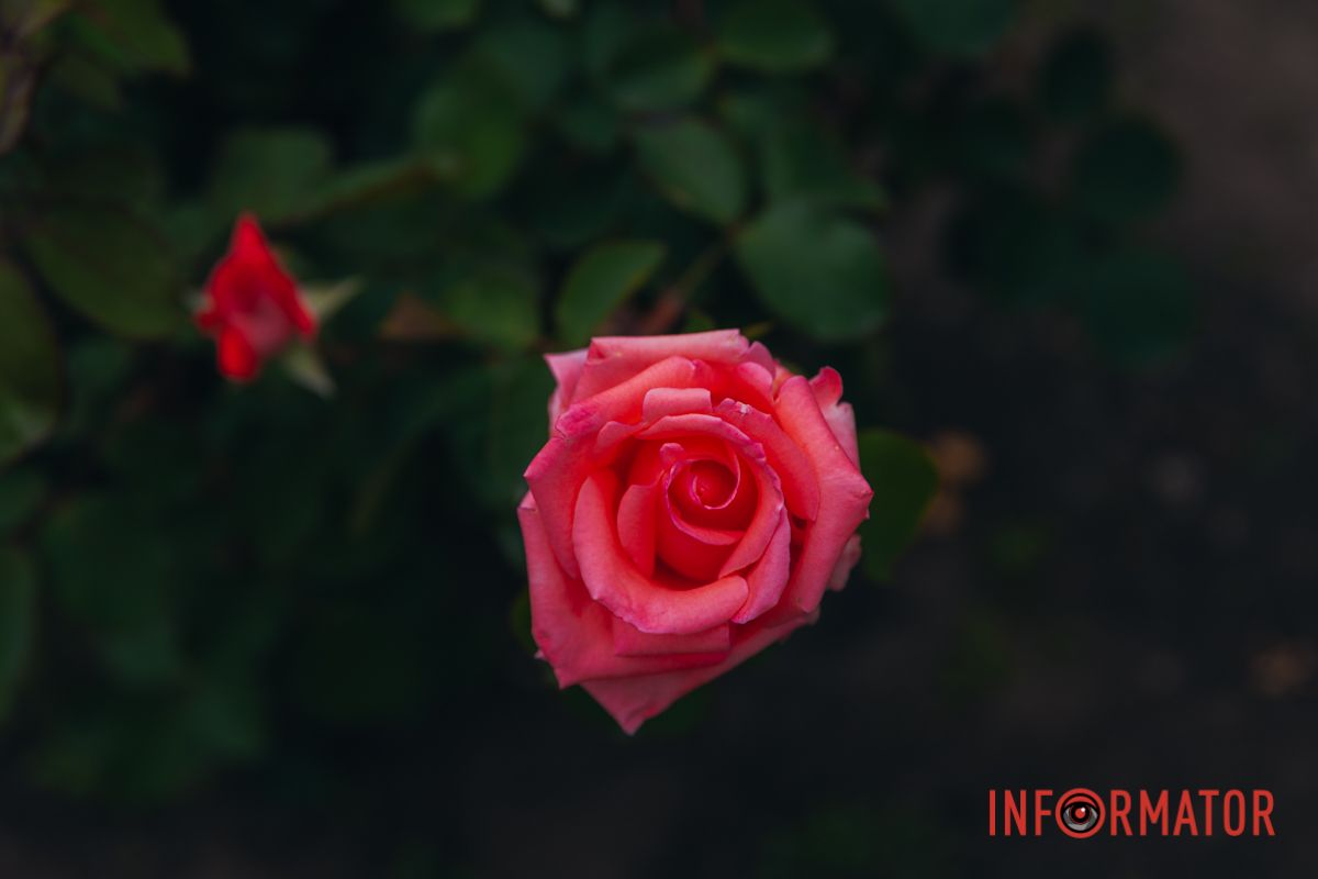 Розовые, белые, красные, пурпурные: в Днепре в парке Глобы расцвел крупнейший городской розарий.