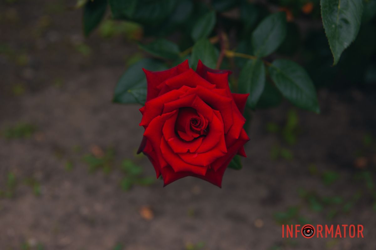 Розовые, белые, красные, пурпурные: в Днепре в парке Глобы расцвел крупнейший городской розарий.