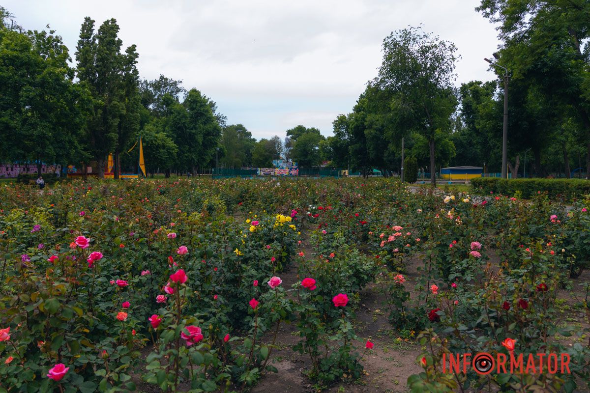 Розовые, белые, красные, пурпурные: в Днепре в парке Глобы расцвел самый большой городской розарий.