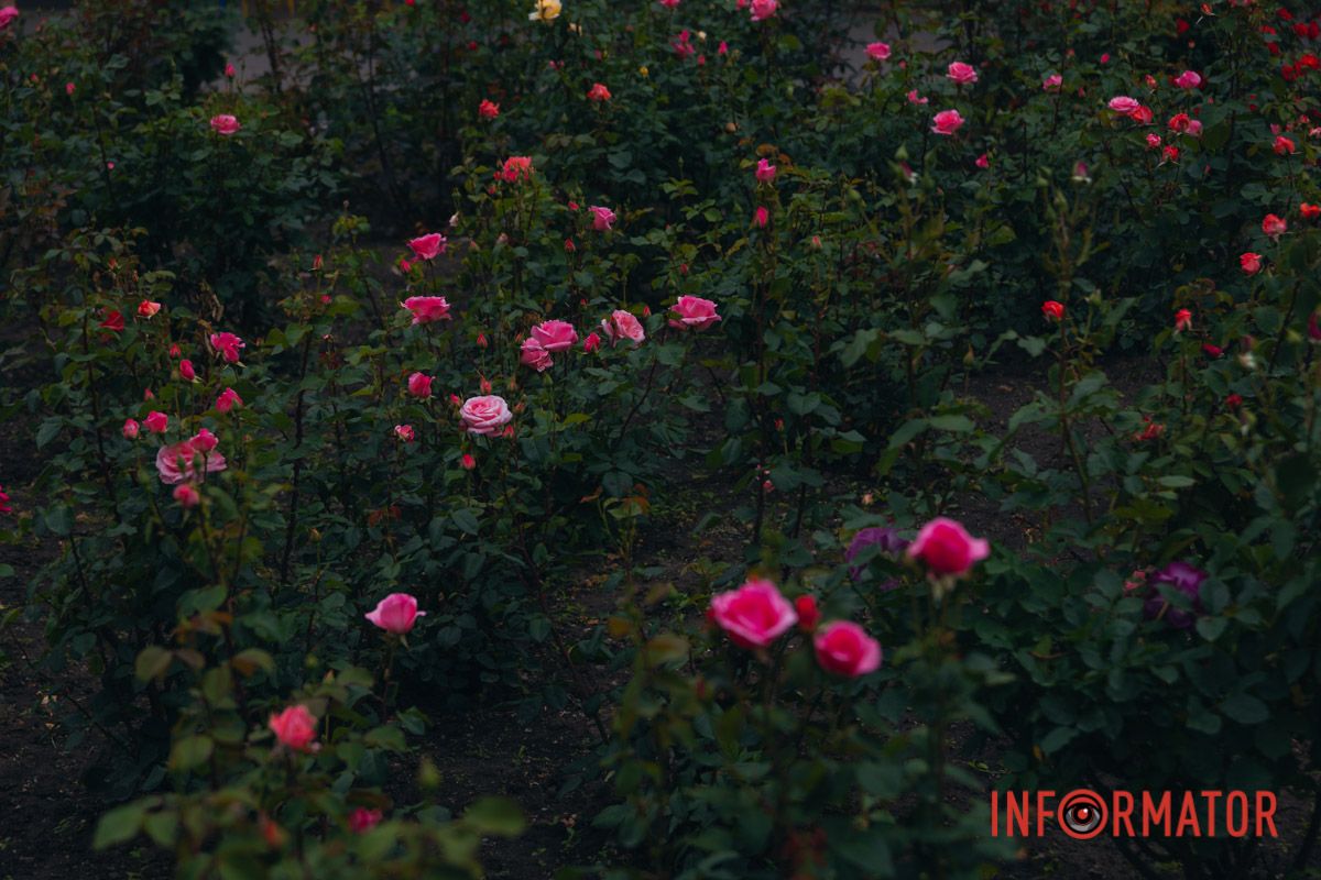 Розовые, белые, красные, пурпурные: в Днепре в парке Глобы расцвел самый большой городской розарий.