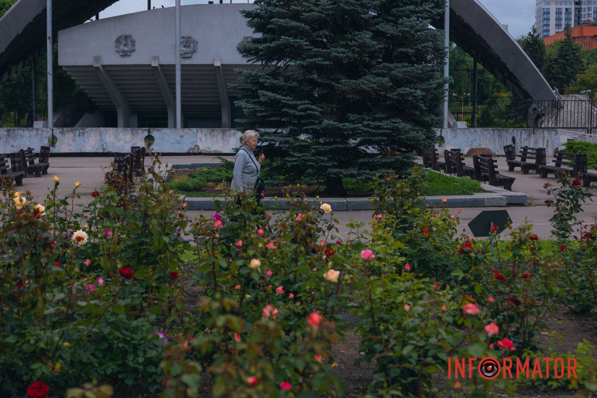 Розовые, белые, красные, пурпурные: в Днепре в парке Глобы расцвел крупнейший городской розарий 7