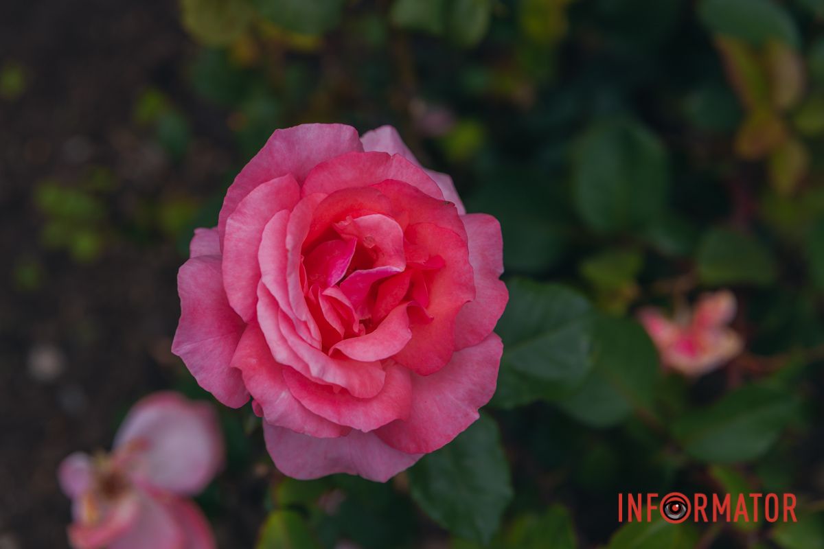 Розовые, белые, красные, пурпурные: в Днепре в парке Глобы расцвел крупнейший городской розарий.