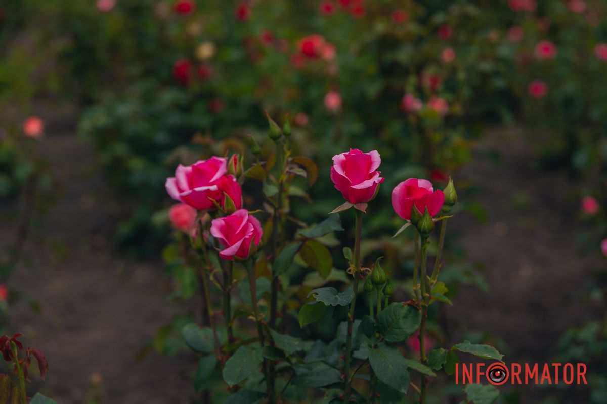 Розовые, белые, красные, пурпурные: в Днепре в парке Глобы расцвел самый большой городской розарий.