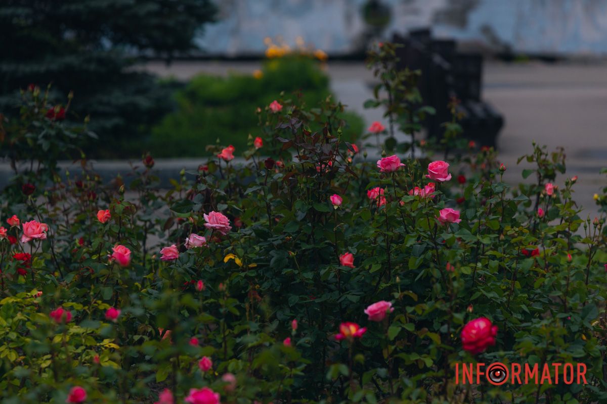 Розовые, белые, красные, пурпурные: в Днепре в парке Глобы расцвел самый большой городской розарий.