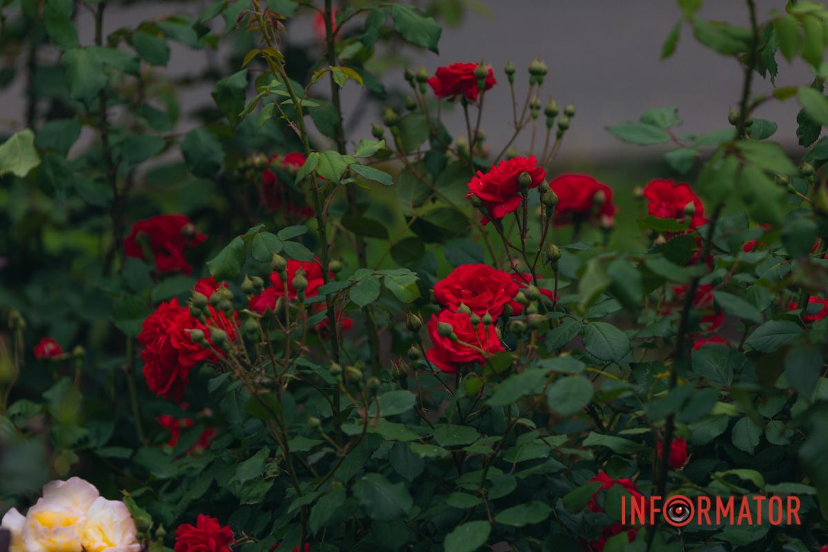 Розовые, белые, красные, пурпурные: в Днепре в парке Глобы расцвел самый большой городской розарий.