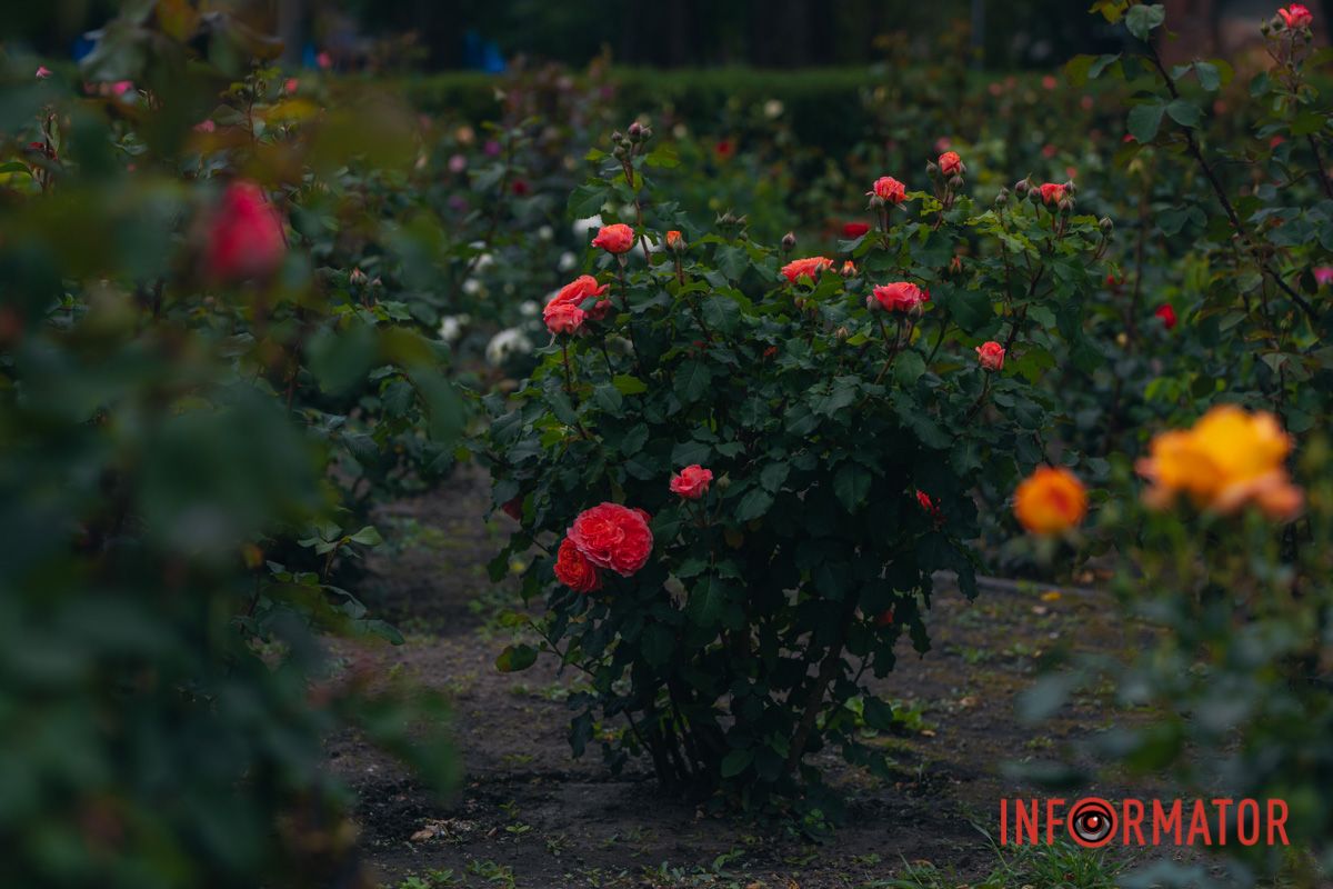 Розовые, белые, красные, пурпурные: в Днепре в парке Глобы расцвел самый большой городской розарий.