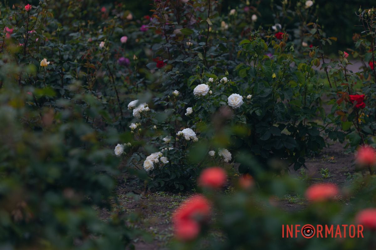 Розовые, белые, красные, пурпурные: в Днепре в парке Глобы расцвел крупнейший городской розарий.