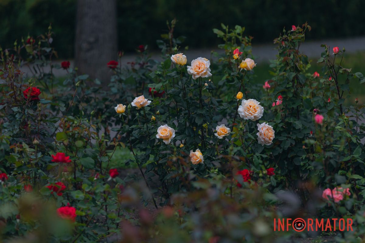 Розовые, белые, красные, пурпурные: в Днепре в парке Глобы расцвел крупнейший городской розарий.