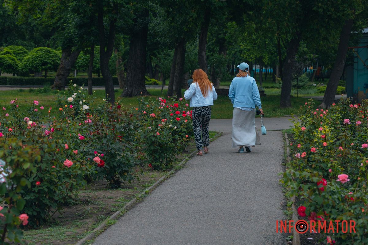 Розовые, белые, красные, пурпурные: в Днепре в парке Глобы расцвел самый большой городской розарий.