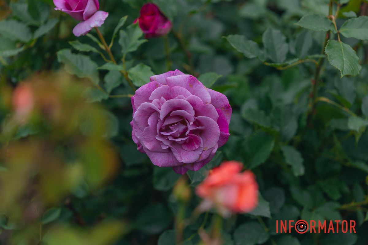 Розовые, белые, красные, пурпурные: в Днепре в парке Глобы расцвел крупнейший городской розарий.