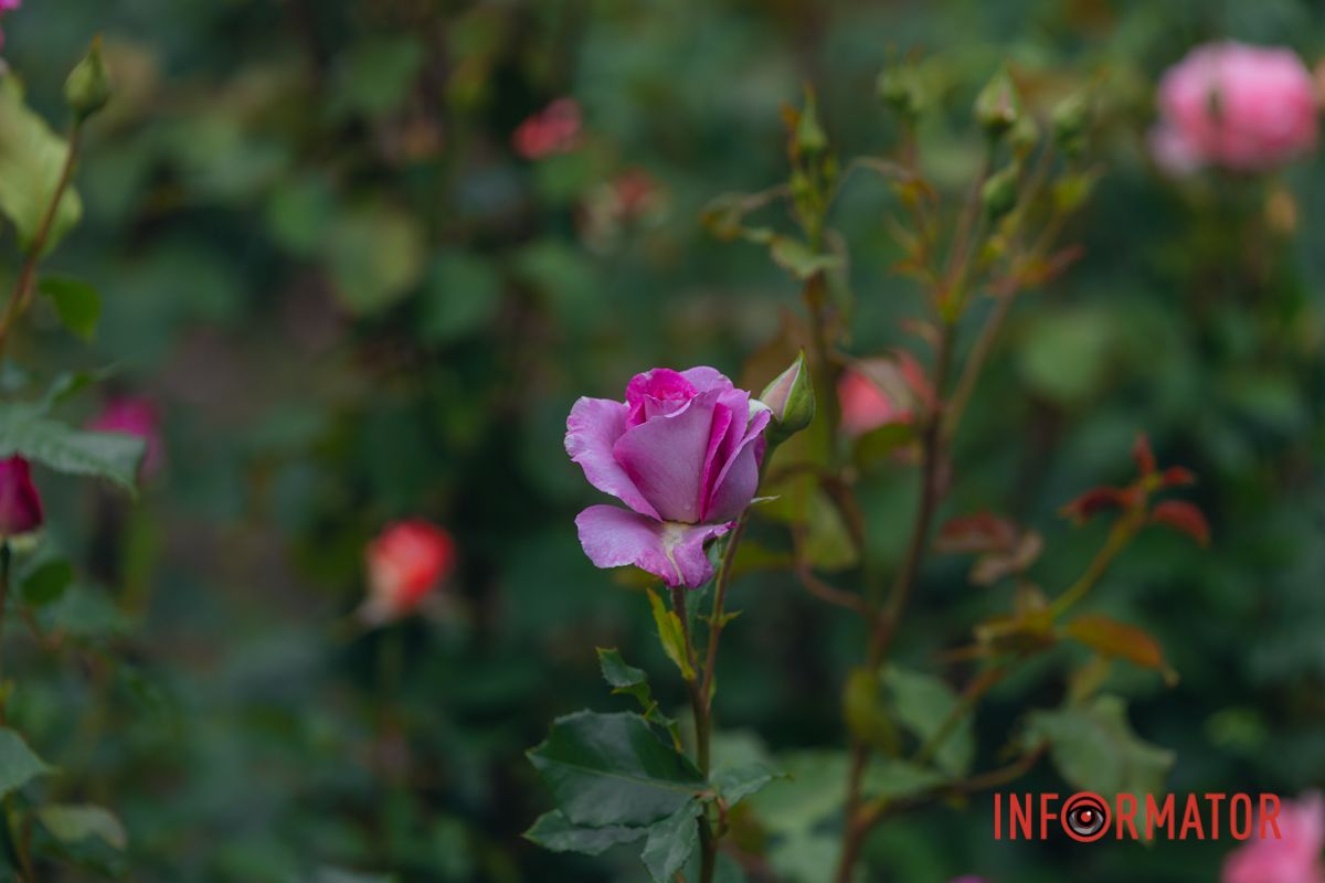 Розовые, белые, красные, пурпурные: в Днепре в парке Глобы расцвел крупнейший городской розарий.