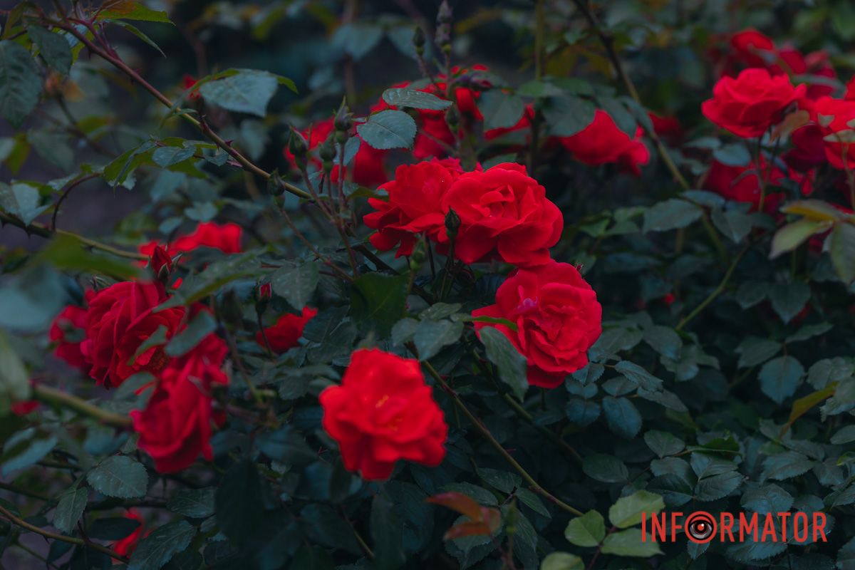 Розовые, белые, красные, пурпурные: в Днепре в парке Глобы расцвел самый большой городской розарий.