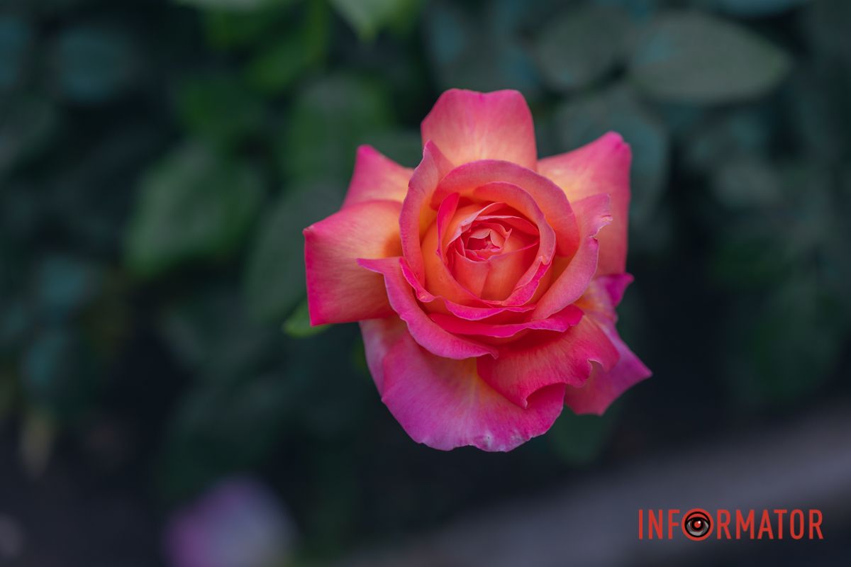 Розовые, белые, красные, пурпурные: в Днепре в парке Глобы расцвел крупнейший городской розарий.