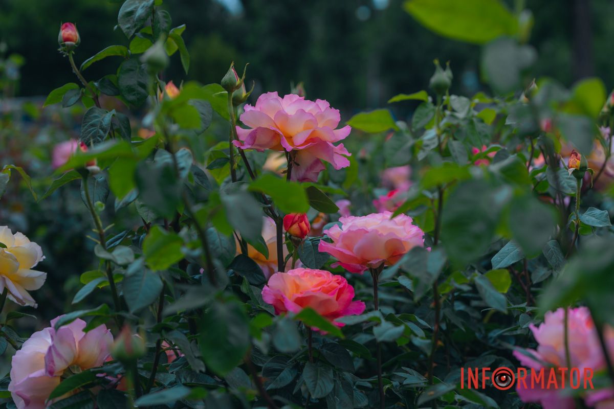 Розовые, белые, красные, пурпурные: в Днепре в парке Глобы расцвел крупнейший городской розарий.