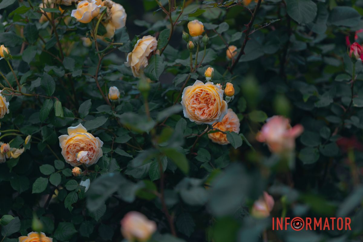 Розовые, белые, красные, пурпурные: в Днепре в парке Глобы расцвел крупнейший городской розарий 47