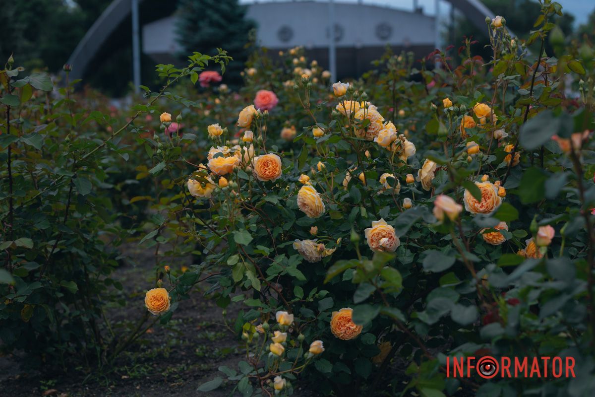 Розовые, белые, красные, пурпурные: в Днепре в парке Глобы расцвел самый большой городской розарий 45