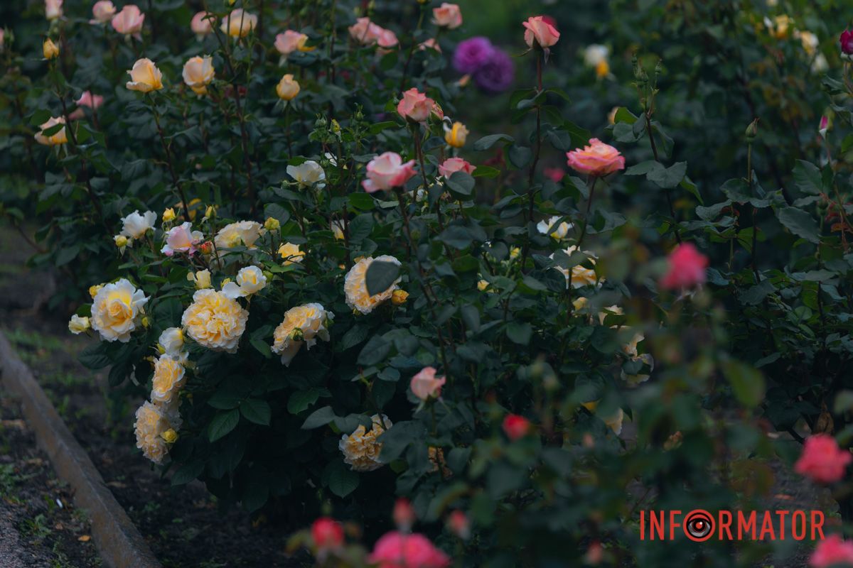 Розовые, белые, красные, пурпурные: в Днепре в парке Глобы расцвел крупнейший городской розарий 53