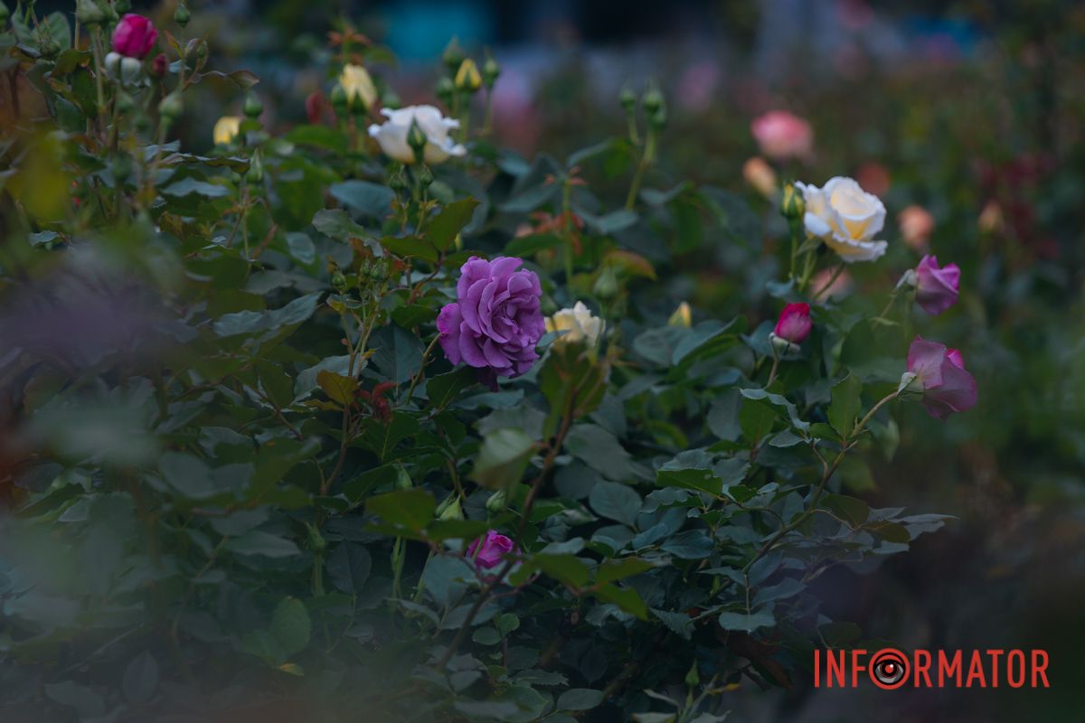 Розовые, белые, красные, пурпурные: в Днепре в парке Глобы расцвел крупнейший городской розарий.