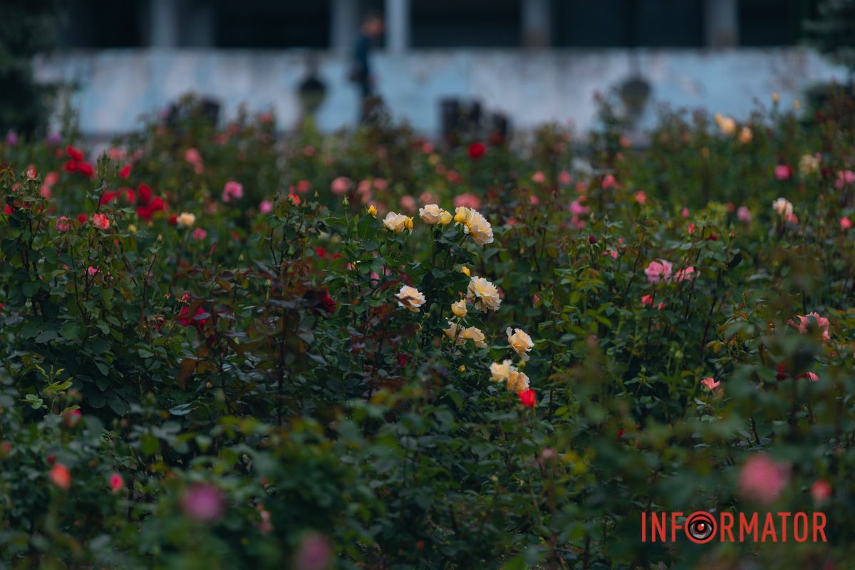 Розовые, белые, красные, пурпурные: в Днепре в парке Глобы расцвел крупнейший городской розарий.