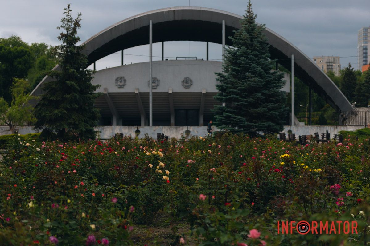 Розовые, белые, красные, пурпурные: в Днепре в парке Глобы расцвел крупнейший городской розарий 48