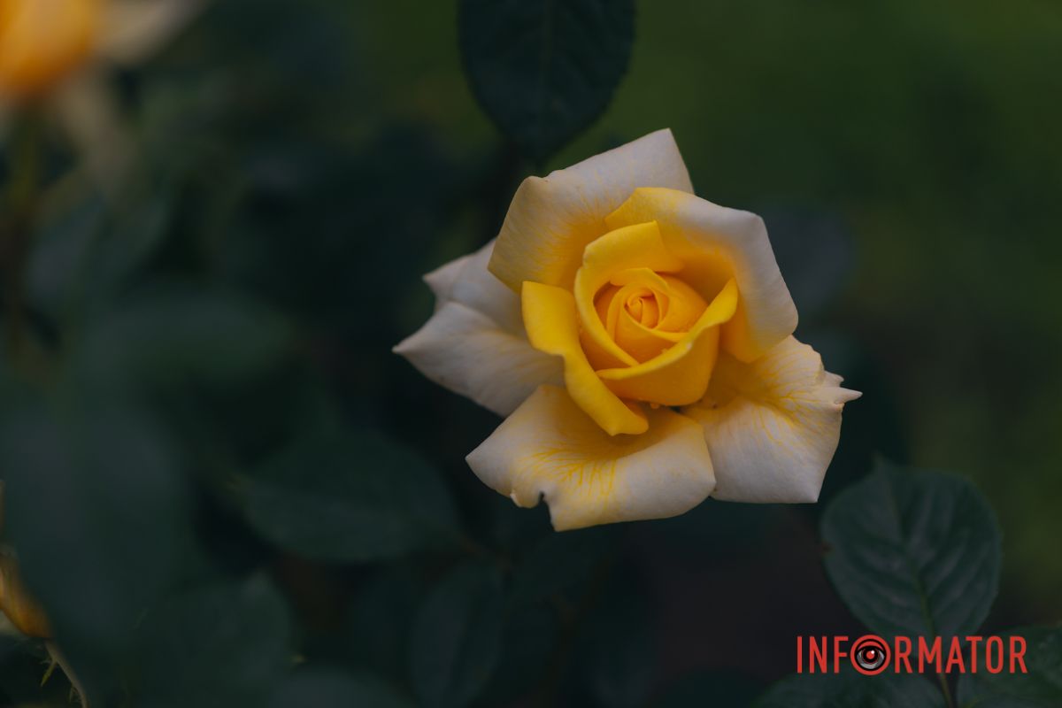 Розовые, белые, красные, пурпурные: в Днепре в парке Глобы расцвел крупнейший городской розарий 46