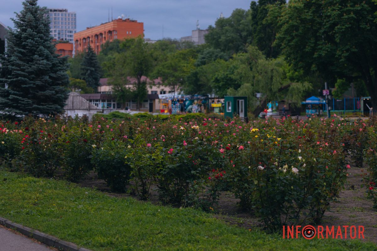 Розовые, белые, красные, пурпурные: в Днепре в парке Глобы расцвел крупнейший городской розарий 42