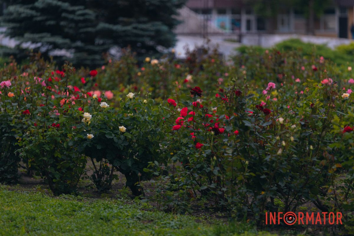 Розовые, белые, красные, пурпурные: в Днепре в парке Глобы расцвел крупнейший городской розарий 44