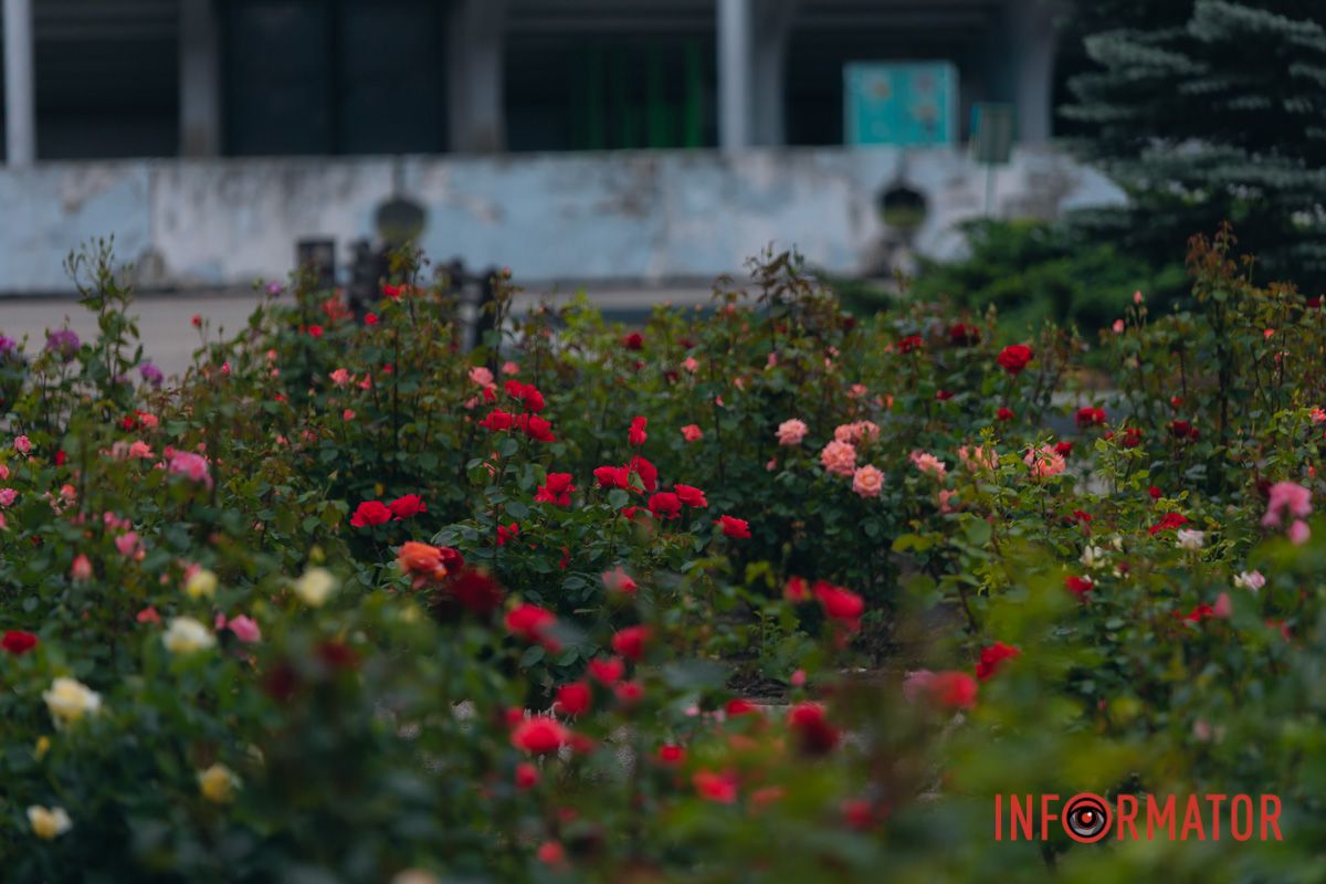 Розовые, белые, красные, пурпурные: в Днепре в парке Глобы расцвел крупнейший городской розарий.