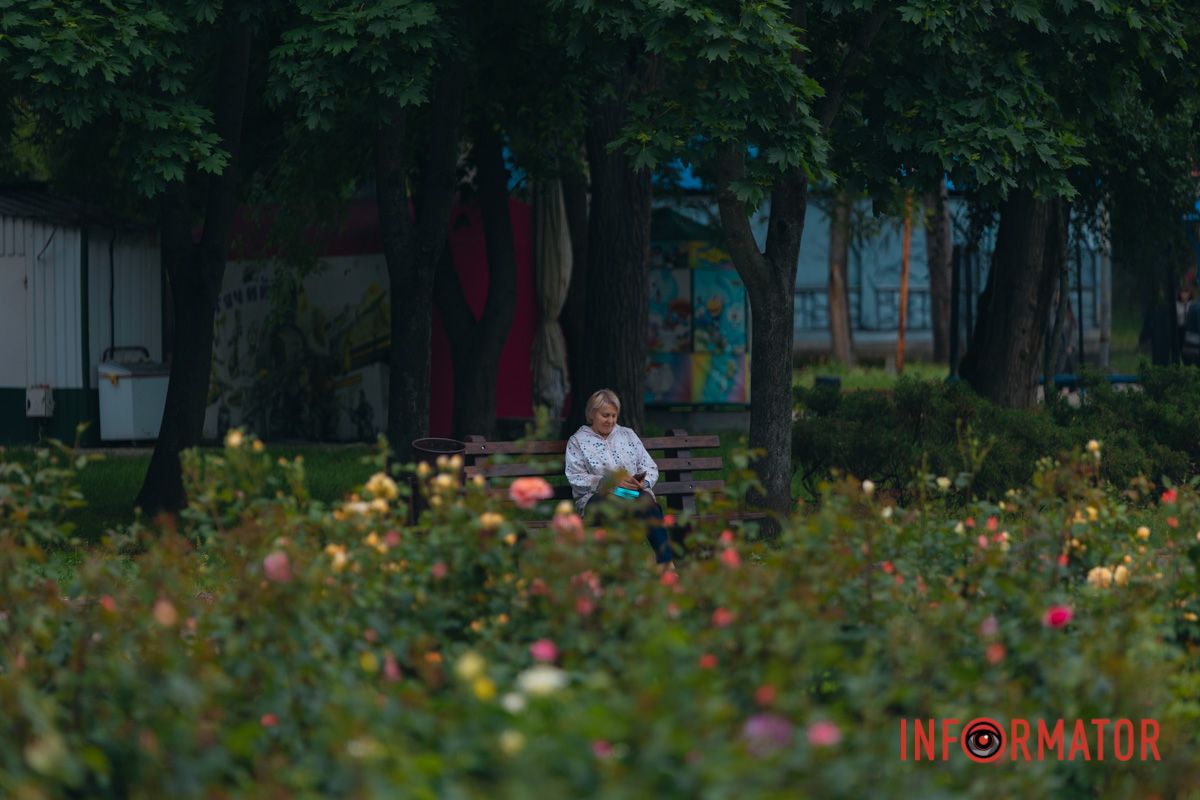 Розовые, белые, красные, пурпурные: в Днепре в парке Глобы расцвел крупнейший городской розарий 43