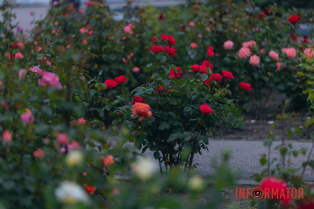 Розовые, белые, красные, пурпурные: в Днепре в парке Глобы расцвел самый большой городской розарий.