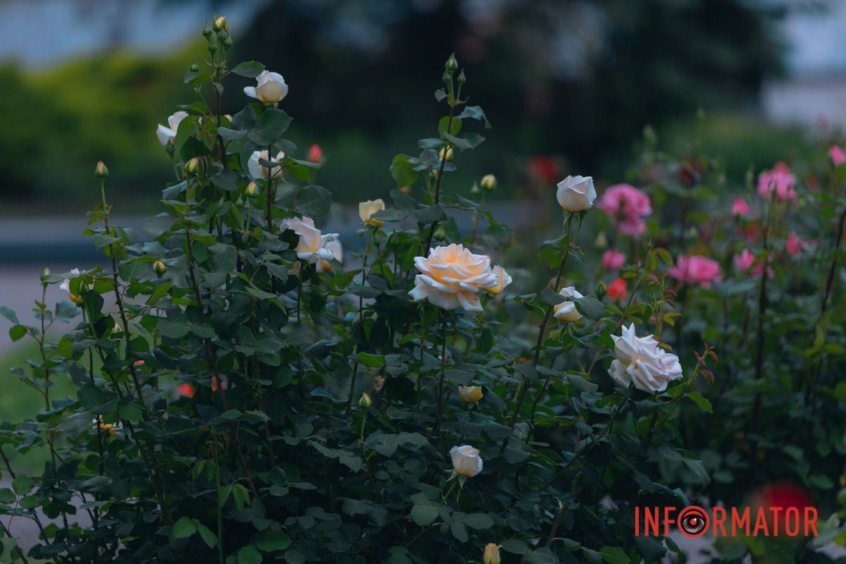 Розовые, белые, красные, пурпурные: в Днепре в парке Глобы расцвел самый большой городской розарий 34