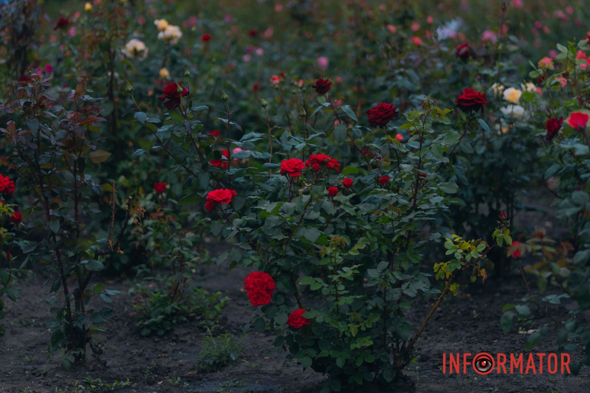 Розовые, белые, красные, пурпурные: в Днепре в парке Глобы расцвел крупнейший городской розарий 40