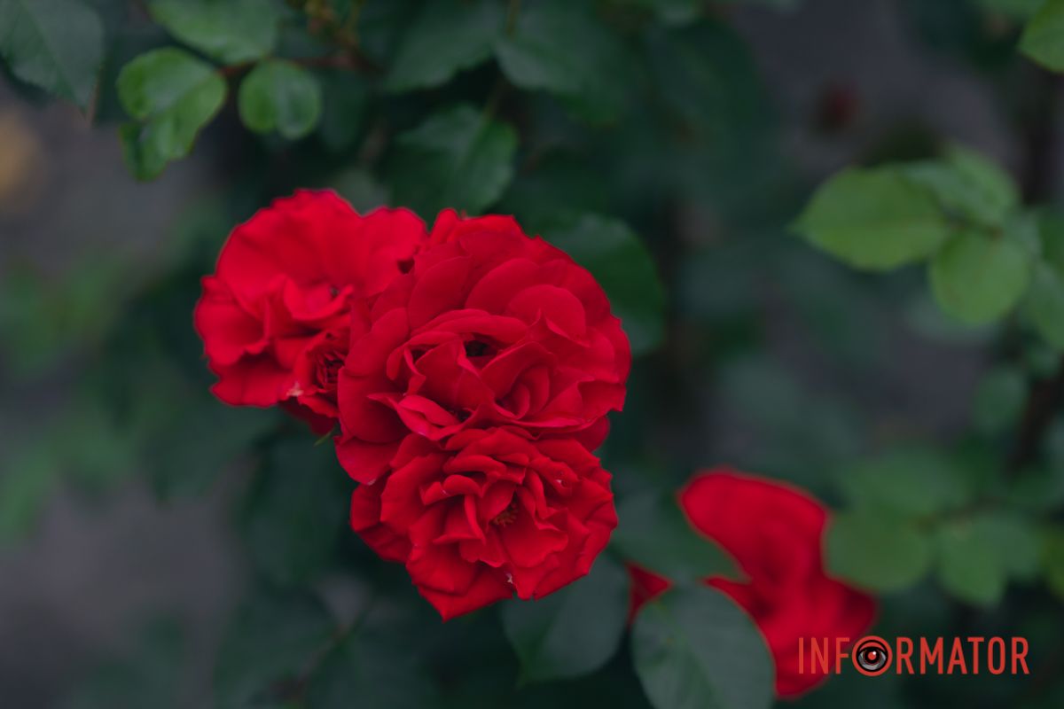 Розовые, белые, красные, пурпурные: в Днепре в парке Глобы расцвел самый большой городской розарий 36