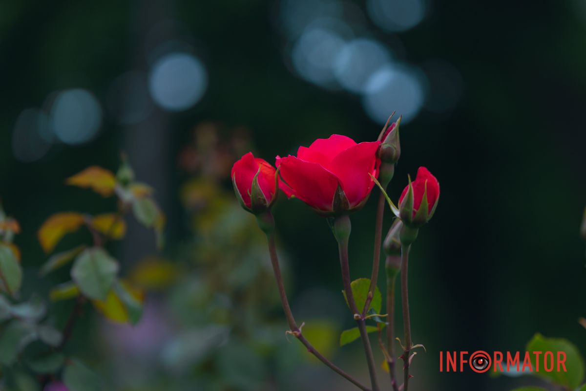 Розовые, белые, красные, пурпурные: в Днепре в парке Глобы расцвел самый большой городской розарий 38