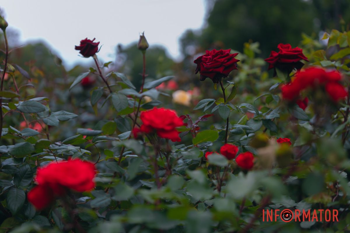 Розовые, белые, красные, пурпурные: в Днепре в парке Глобы расцвел самый большой городской розарий 33