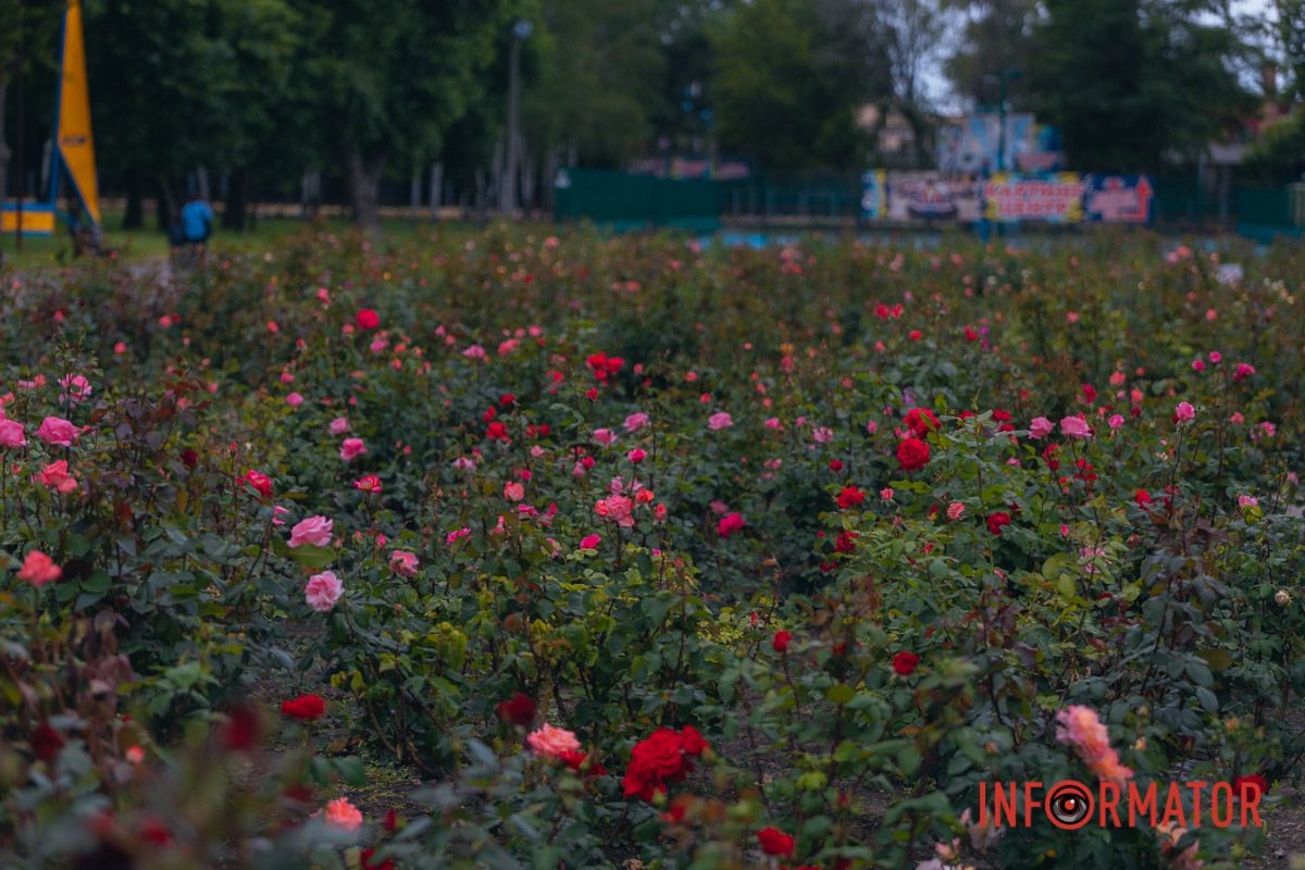 Розовые, белые, красные, пурпурные: в Днепре в парке Глобы расцвел самый большой городской розарий 32