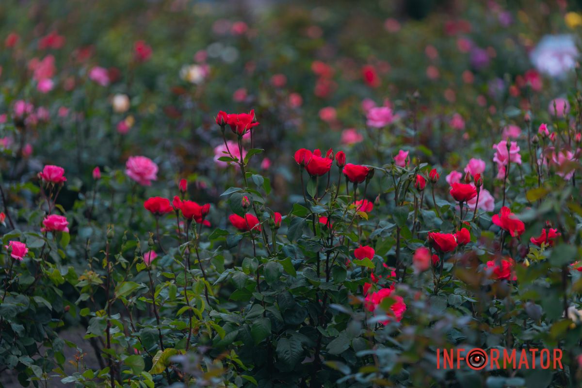 Розовые, белые, красные, пурпурные: в Днепре в парке Глобы расцвел самый большой городской розарий.