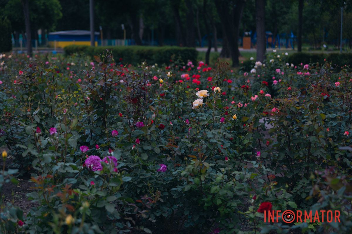 Розовые, белые, красные, пурпурные: в Днепре в парке Глобы расцвел самый большой городской розарий 37