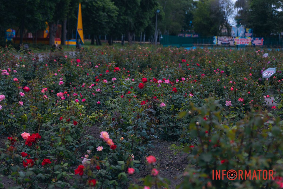 Розовые, белые, красные, пурпурные: в Днепре в парке Глобы расцвел самый большой городской розарий.