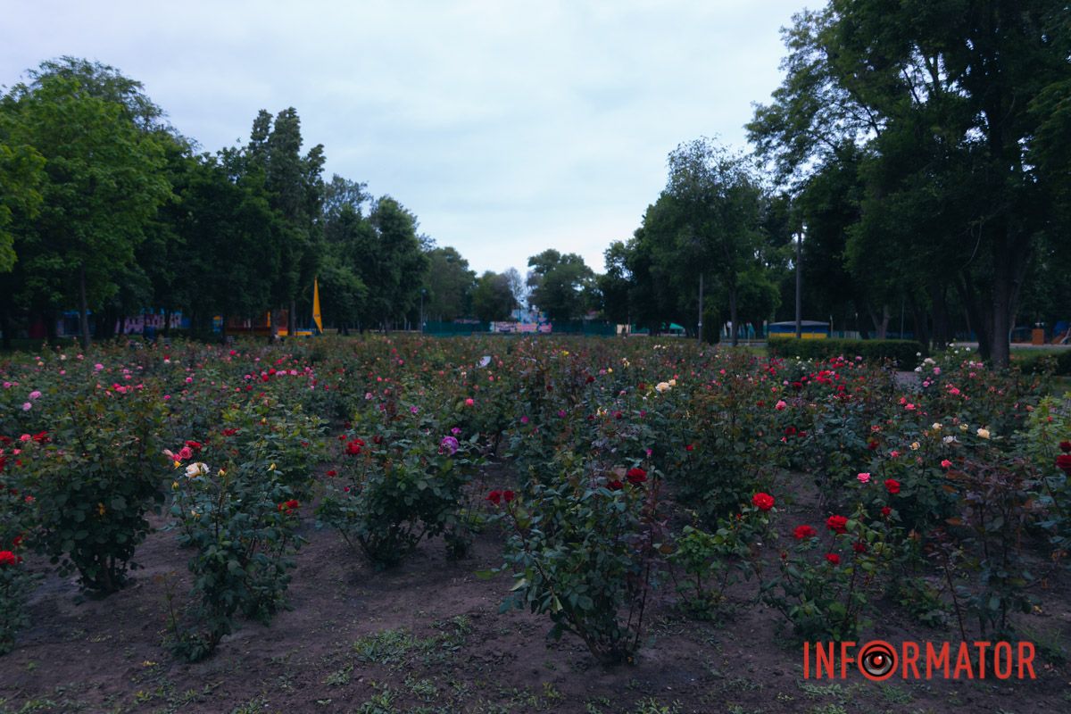 Розовые, белые, красные, пурпурные: в Днепре в парке Глобы расцвел крупнейший городской розарий.