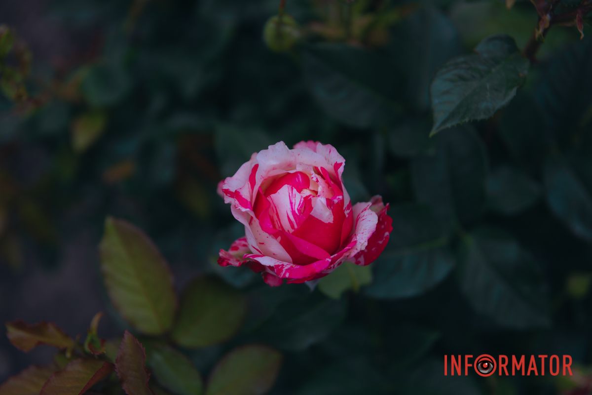 Розовые, белые, красные, пурпурные: в Днепре в парке Глобы расцвел крупнейший городской розарий 28