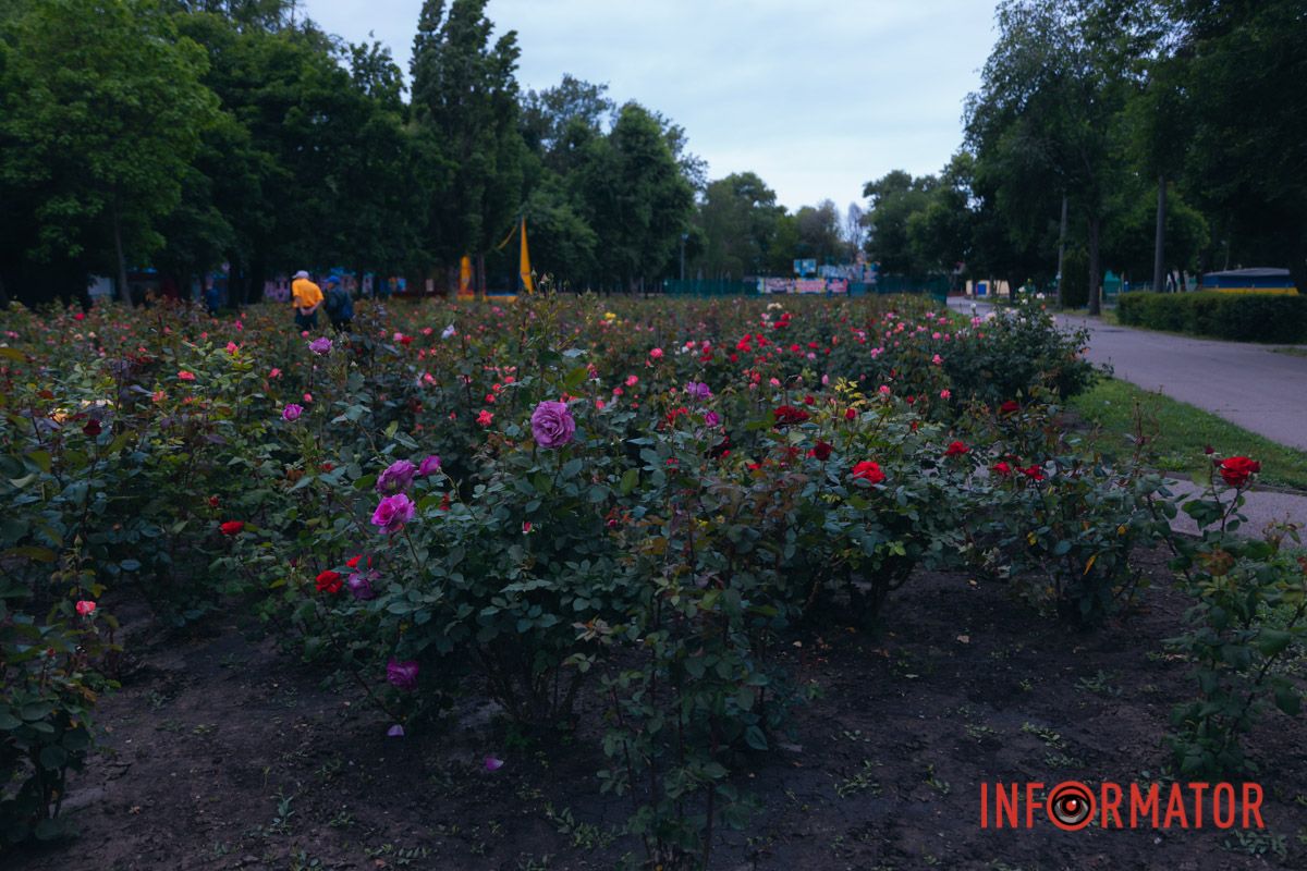 Розовые, белые, красные, пурпурные: в Днепре в парке Глобы расцвел крупнейший городской розарий 26