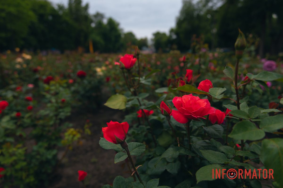 Розовые, белые, красные, пурпурные: в Днепре в парке Глобы расцвел крупнейший городской розарий 25